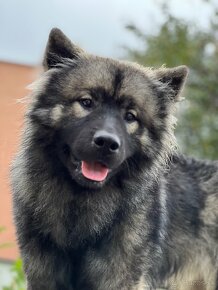 Eurasier s PP na predaj - 3