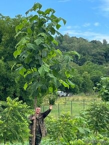 Paulownia vysadte si svoj vlastný les - 3