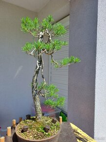 Bonsai / bonsaj - rozne, foto v prilohe, ponuka v texte - 3