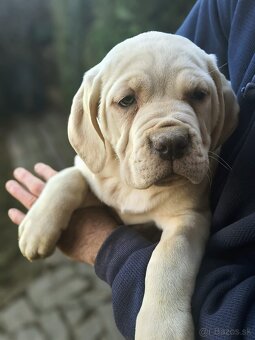 Cane corso - 3