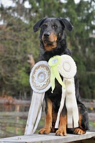 Beauceron - 3