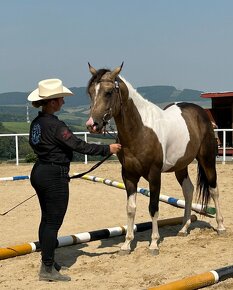 American Paint Horse žrebec 7 panel N/N - 3