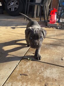 Cane Corso šteniatka - 3