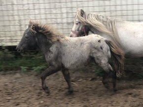 Appaloosa poník - 3