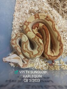 Boa Constrictor VPI T+ - 3