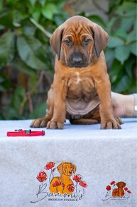 Rhodesian Ridgeback/Rodézsky riďžbek šteniatka s PP - 3