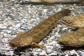 Polypterus, hepsetus odoe - 3