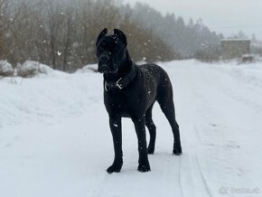 Cane Corso FCI Errant of North - 3