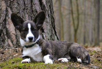 Welsh Corgi Cardigan - Krásný kluk s rodokmenem FCI - 3