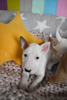 Bullterrier,bulterier standard - 3