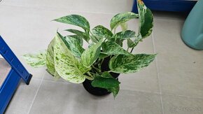 Sada 4x potos(Pothos epipremnum) - 3