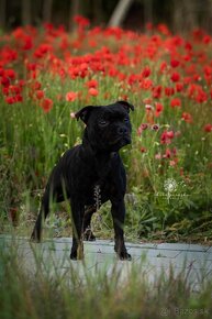 Staffordshire bullterrier - 3