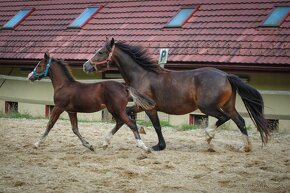 Kobylka Welsh cob D - 3