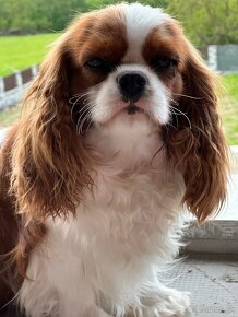 Cavalier king Charles Španiel - 3