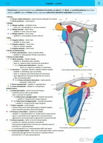 MEMORIX ANATOMIE  (5. vydanie, CZ, PDF) - 3