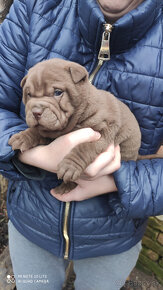 Sharpei,Sarpej - 3