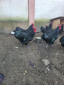 Kohuty australorp - 3