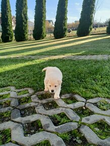 Kríženec Labladora+Shiba inu - 3