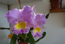 Blc. Triumphal Coronation CT-Spring Beauty - 3