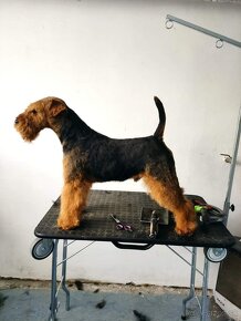 Welshterrier - 3