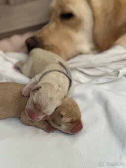 Žlutá štěňátka labradorského retrievera s PP - 3