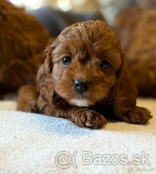 Cavapoo - 3