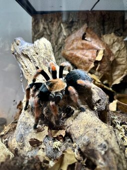 Predám pavúka Brachypelma boehmei aj s výbavou - 3