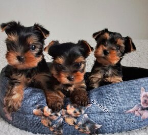 YORKSHIRE TERRIER - 3