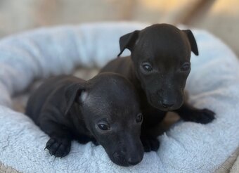 Taliansky chrtík (Italian greyhound) - 3