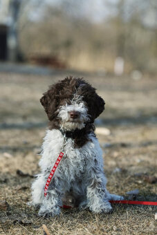 LAGOTTO ROMAGNOLO STENIATKO s PP papiermi - 3