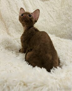 Čokoládové mačiatko Devon Rex z PP - 3