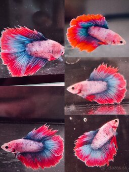 Betta Splendens - Bojovnica Pestrá. - 3