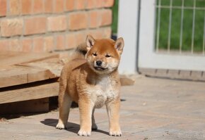 Shiba s PP červený psík - 3