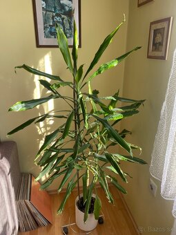 Dracena - 3