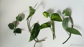 Epipremnum pinnatum ‘Cebu blue’ - Potosovec - Pothos - 3