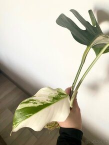 Monstera albo variegata - 3