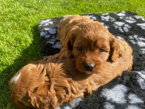 Cavapoo - 3