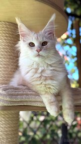 ❣️Mainská myvalia Maine Coon s PP❣️ - 3