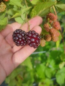 Boysenberry - fialová malinoostružina - 3