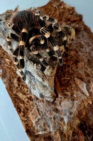 Acanthoscurria Geniculata samička - 3