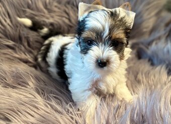 Biewer Yorkshire Terrier s PP - 3