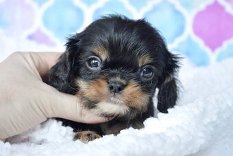 Cavalier King Charles Španiel s PP - 3