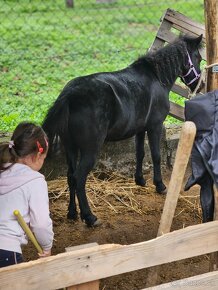 Pony kobylka - 3