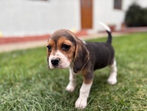 Beagle / Bigel - 3