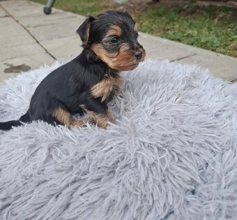 Yorkshire terrier - 3