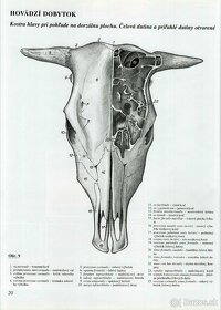 Atlas topografickej anatómie hospodárskych zvierat - Popesko - 3