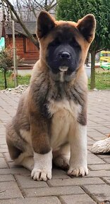 Americká akita (American akita) - 3