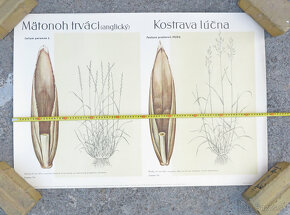 retro výukový plagát ČSR 1960 botanika #I - 3