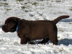 Labrador retriever -  čokoládové šteniatka s PP - 3