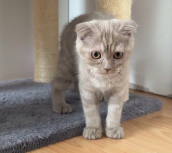 Scottish Fold - 3